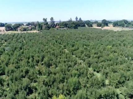River Rd, Courtland, CA 95615 Photo