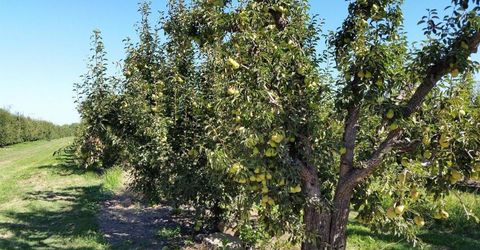 River Rd, Courtland, CA 95615 Photo