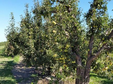 River Rd, Courtland, CA 95615 Photo