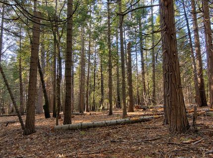 680 Sugar Pine Rd, Alta, CA 95701 Photo