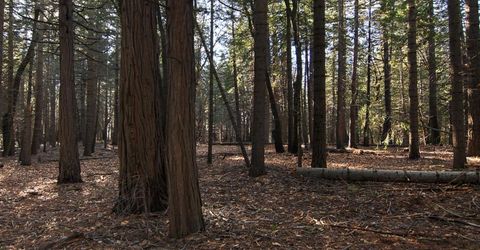 680 Sugar Pine Rd, Alta, CA 95701 Photo
