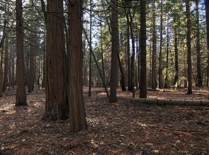 680 Sugar Pine Rd, Alta, CA 95701 Photo