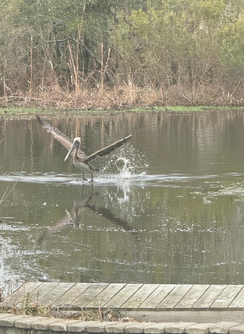 1506 Lucas Isle Court Photo 51