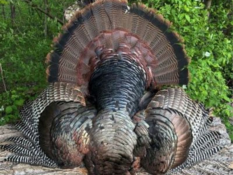 0 County Road 5, Zanesfield, OH 43360 Photo 85