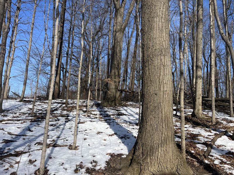 0 County Road 5 , Zanesfield, OH 43360 Photo 45