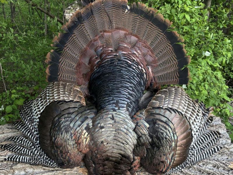 0 County Road 5 , Zanesfield, OH 43360 Photo 79