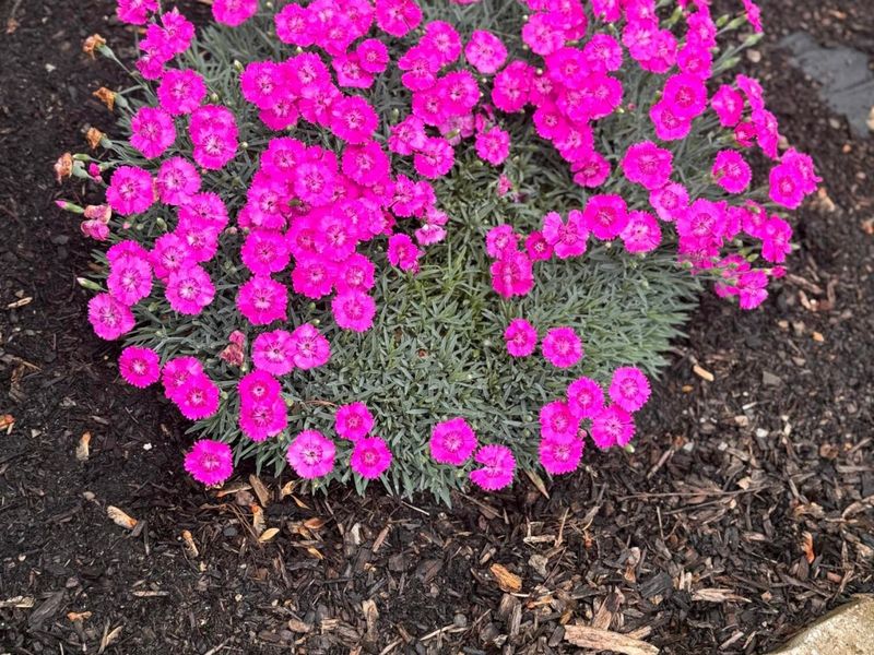 236 Richards Drive, Delaware, OH 43015 Photo 4