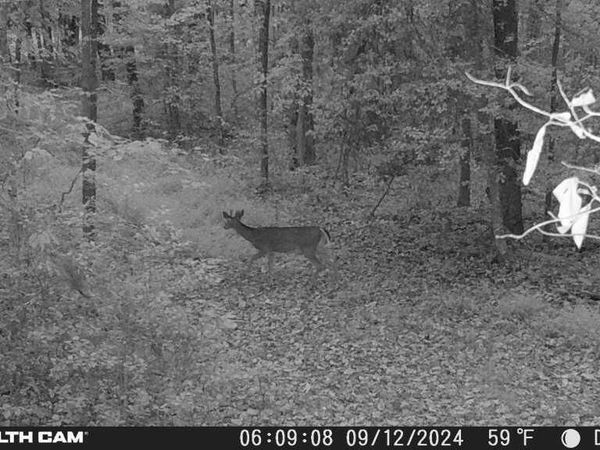 Smith Mountain Rd, Rockwood, TN 37854