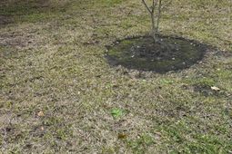 325 Kauffman St.  photo 4