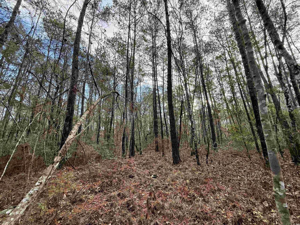 Tract D - Tbd Pennyroyal Rd.  Photo 12