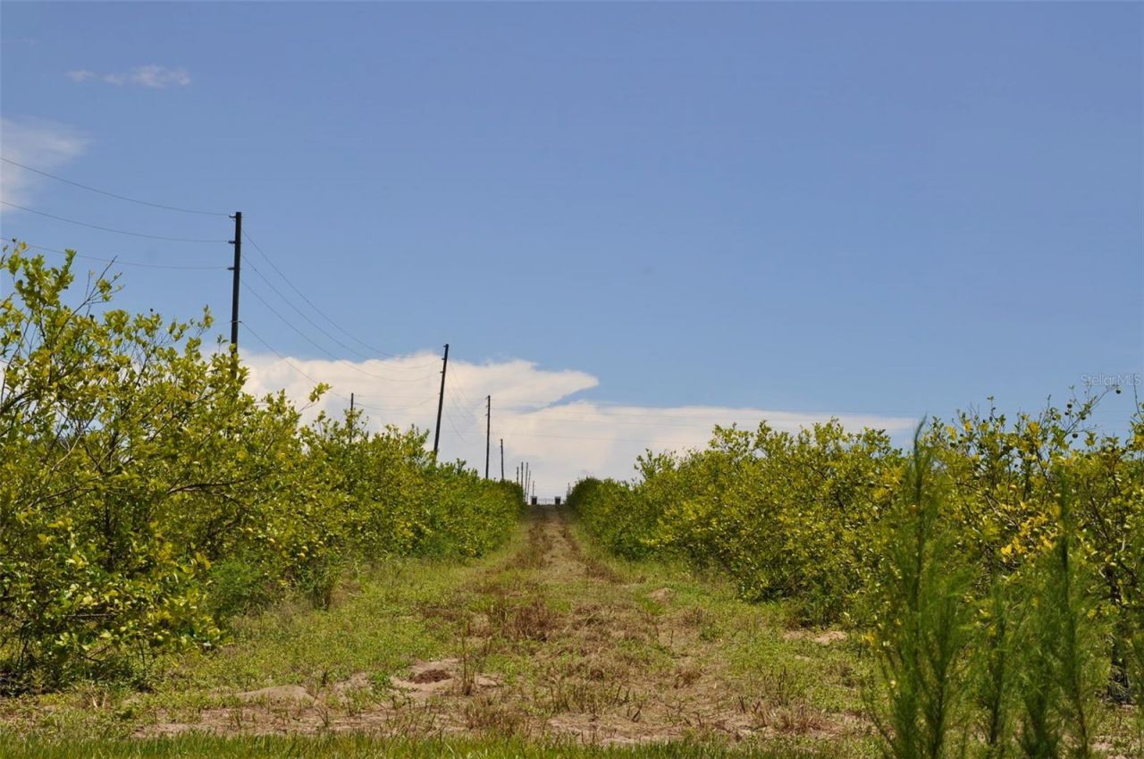 Lake Marie Drive, Haines City, FL 33844 Photo