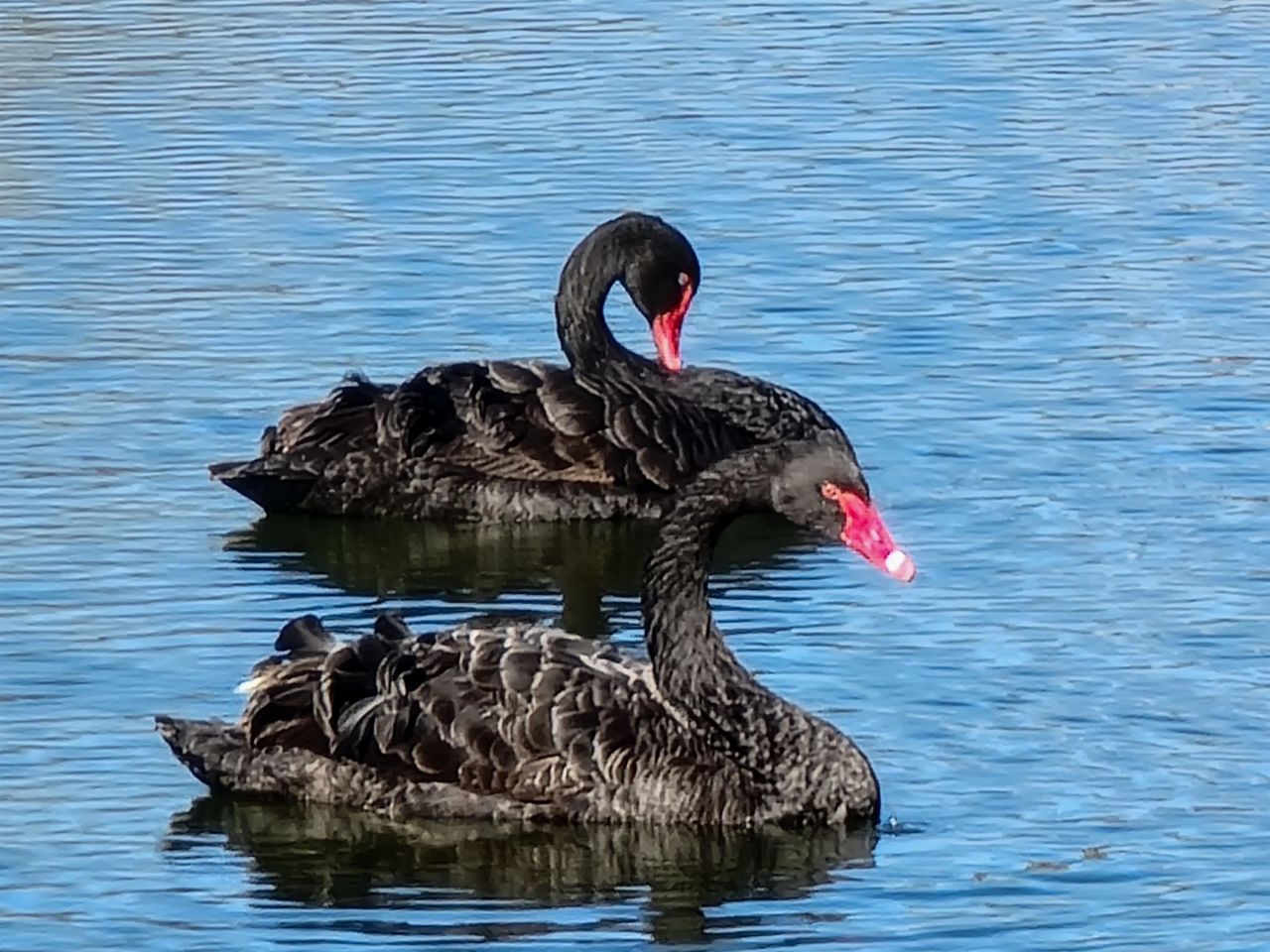 410 Melrose Pl.  Photo 40