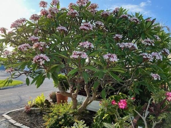 55 Boca Chica Road, Unit # 93, Big Coppitt, FL 33040