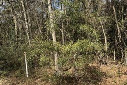 0 Robertson Boulevard photo 4