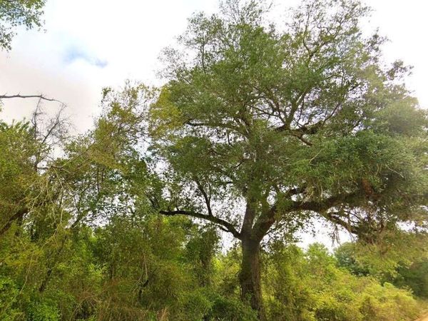 TOWER ROAD, BASCOM, FL 32423