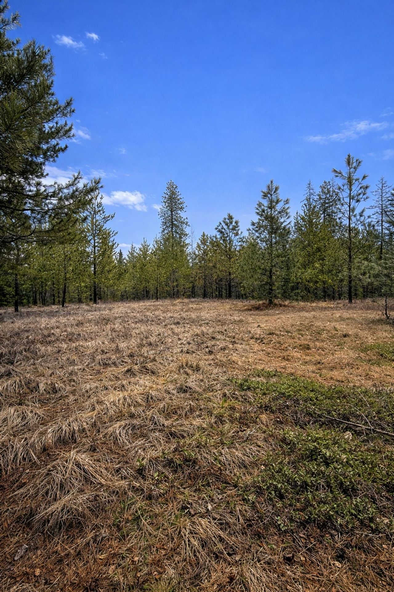 1420 Driskill Rd, Newport, WA 99156 Main Photo