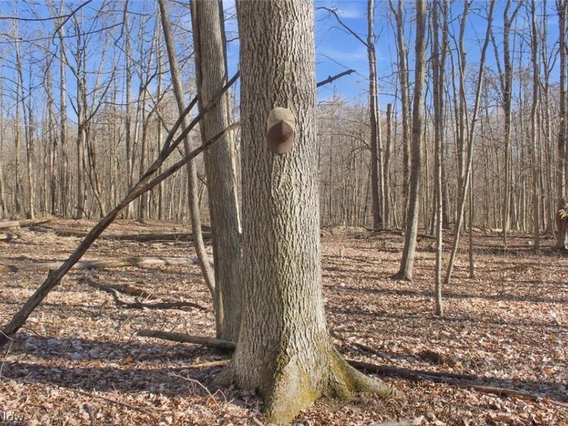 0 Chatham Road, Spencer, OH 44275 Photo 10