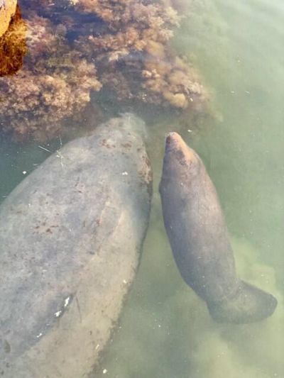 406 S Coconut Palm Boulevard, Tavernier, FL 33070 Photo