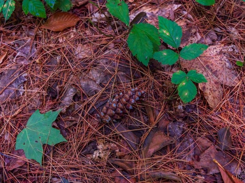 321 Red Bridge Road, Benton Twp, OH 45660 Photo 10