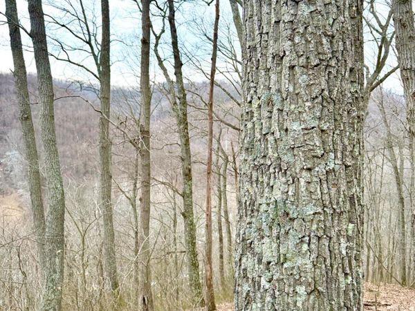 0 Straight Creek Road, Jackson Twp, OH 45613