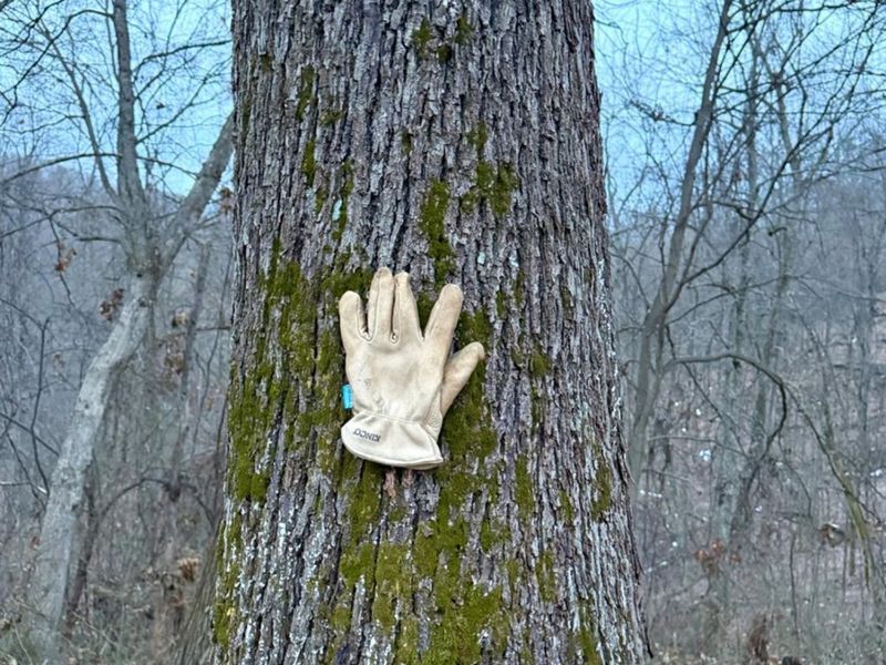 0 Straight Creek Road, Jackson Twp, OH 45613 Photo 2