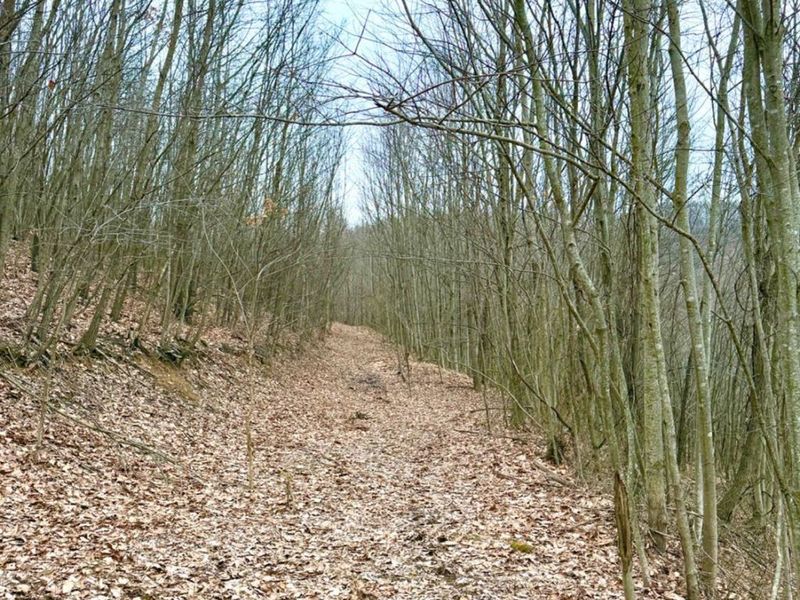 0 Straight Creek Road, Jackson Twp, OH 45613 Photo 22