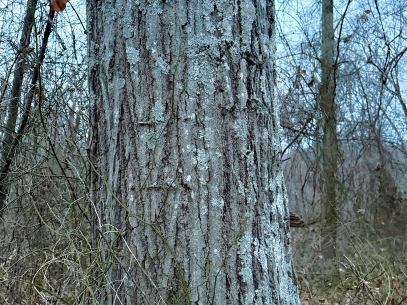 0 Straight Creek Road, Jackson Twp, OH 45613 Photo 25