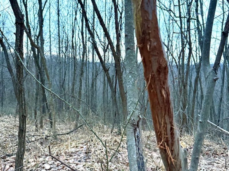 0 Straight Creek Road, Jackson Twp, OH 45613 Photo 3