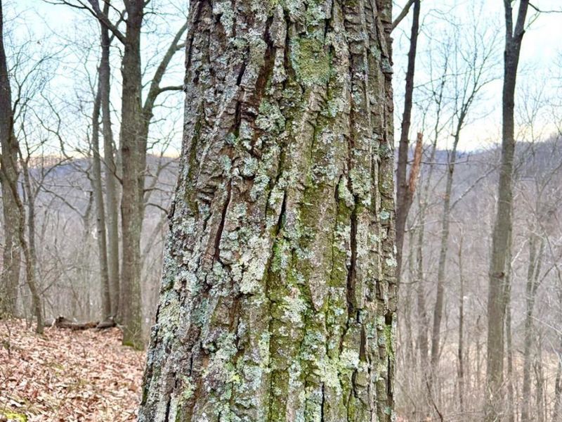 0 Straight Creek Road, Jackson Twp, OH 45613 Photo 38