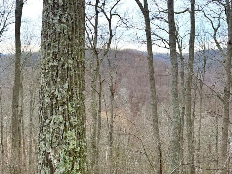 0 Straight Creek Road, Jackson Twp, OH 45613 Photo 39