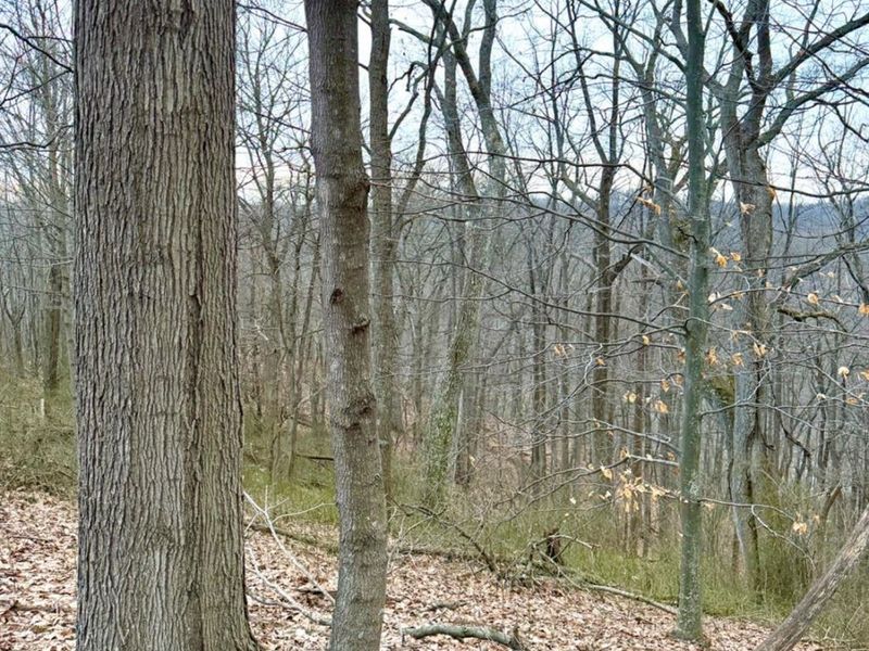 0 Straight Creek Road, Jackson Twp, OH 45613 Photo 4