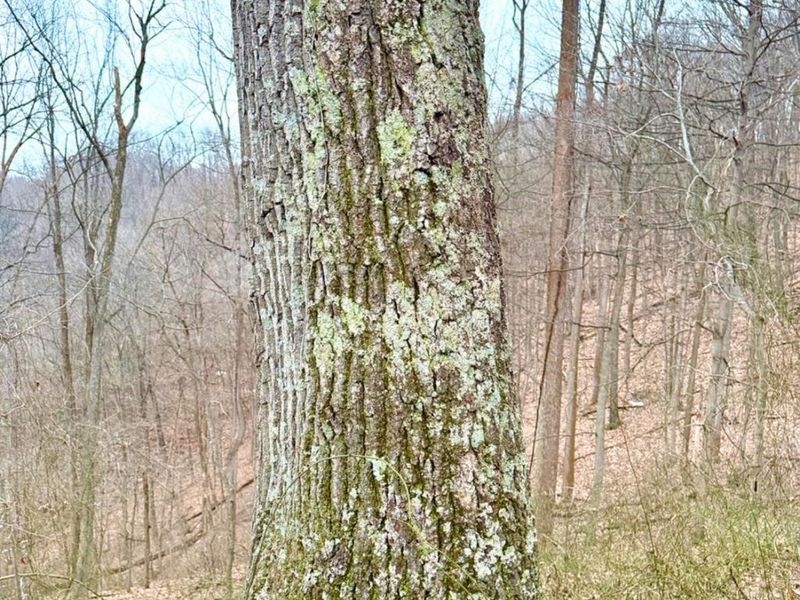 0 Straight Creek Road, Jackson Twp, OH 45613 Photo 40