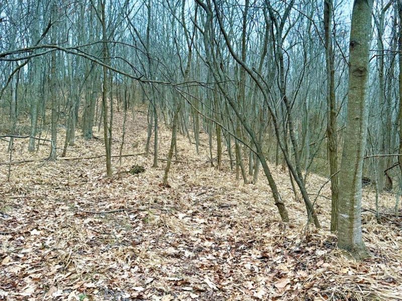 0 Straight Creek Road, Jackson Twp, OH 45613 Photo 43