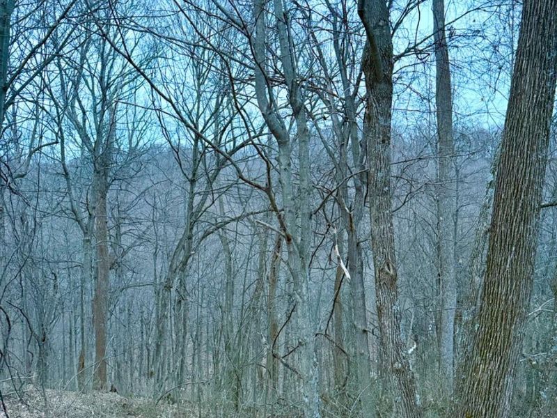 0 Straight Creek Road, Jackson Twp, OH 45613 Photo 49