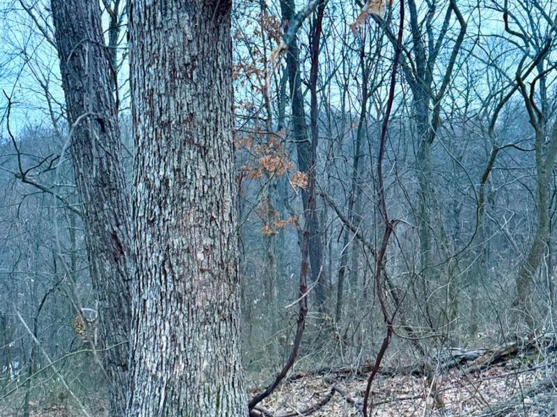 0 Straight Creek Road, Jackson Twp, OH 45613 Photo 52