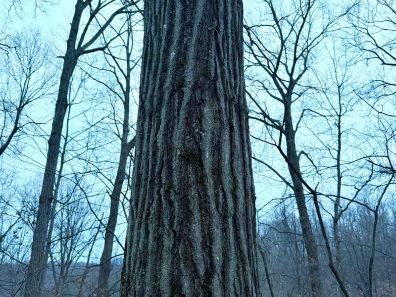 0 Straight Creek Road, Jackson Twp, OH 45613 Photo 54