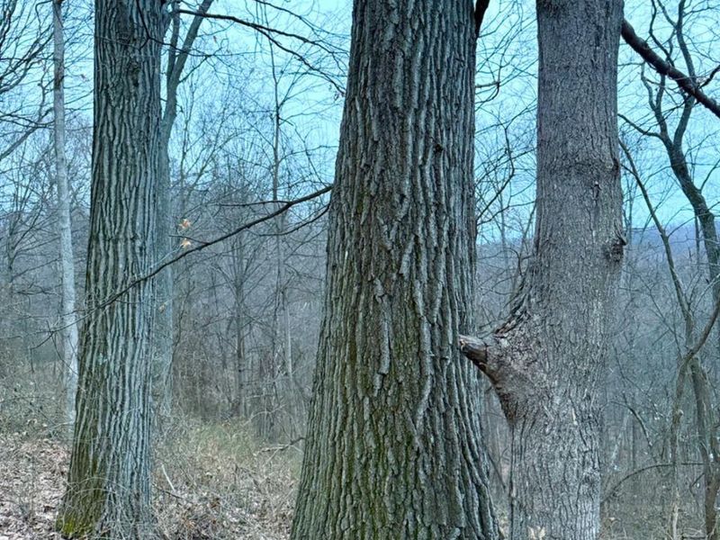 0 Straight Creek Road, Jackson Twp, OH 45613 Photo 55