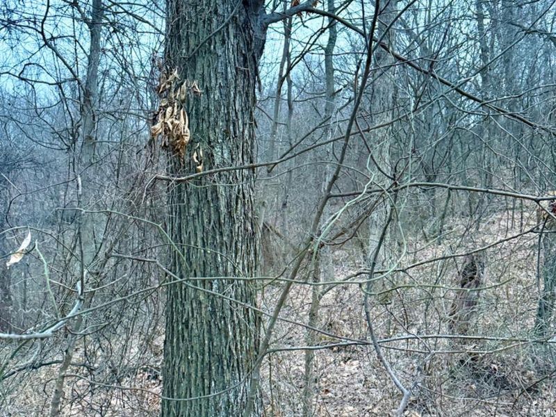 0 Straight Creek Road, Jackson Twp, OH 45613 Photo 56