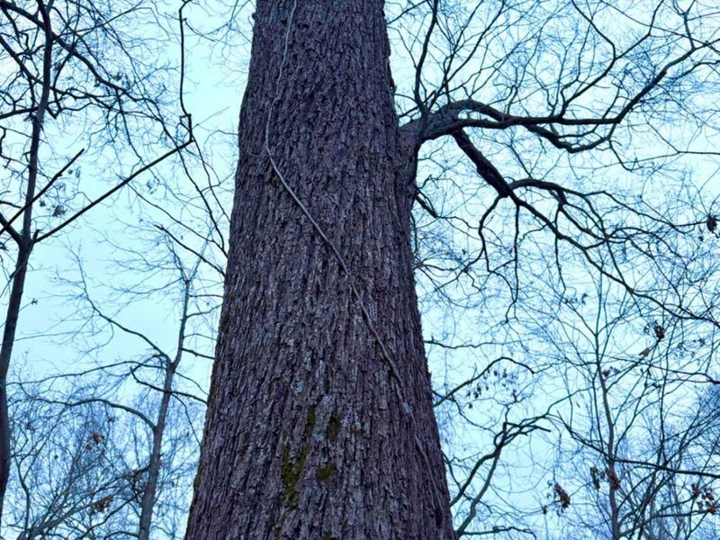 0 Straight Creek Road, Jackson Twp, OH 45613 Photo 58