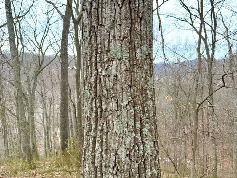 0 Straight Creek Road, Jackson Twp, OH 45613 Photo 6