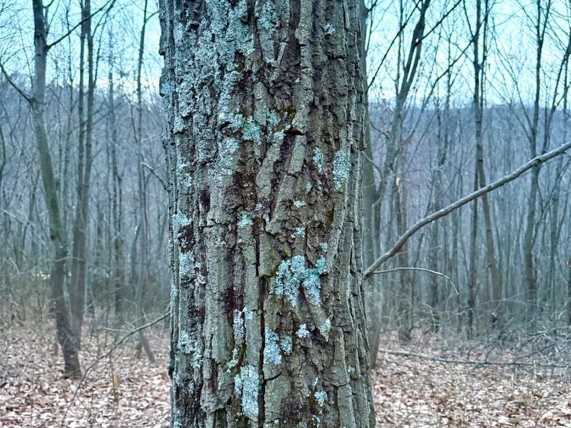 0 Straight Creek Road, Jackson Twp, OH 45613 Photo 62