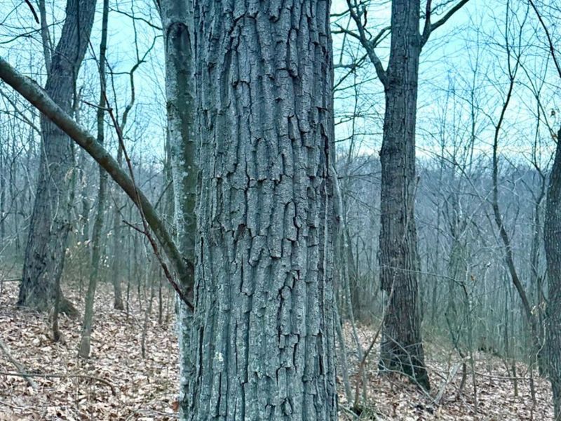 0 Straight Creek Road, Jackson Twp, OH 45613 Photo 64