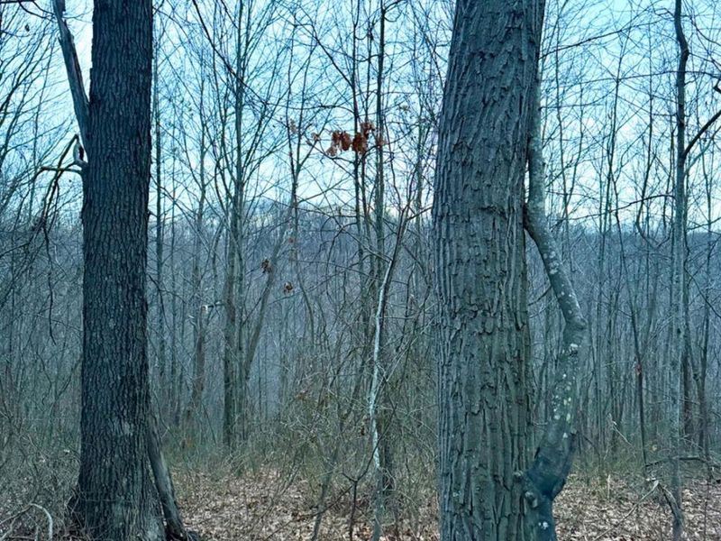 0 Straight Creek Road, Jackson Twp, OH 45613 Photo 65