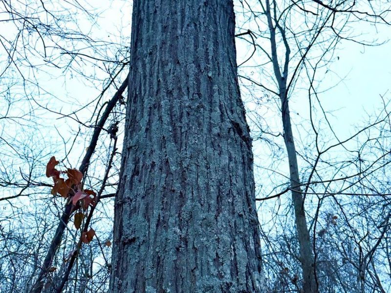 0 Straight Creek Road, Jackson Twp, OH 45613 Photo 67