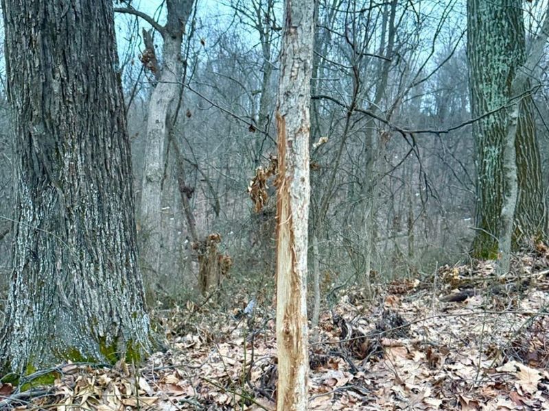 0 Straight Creek Road, Jackson Twp, OH 45613 Photo 7