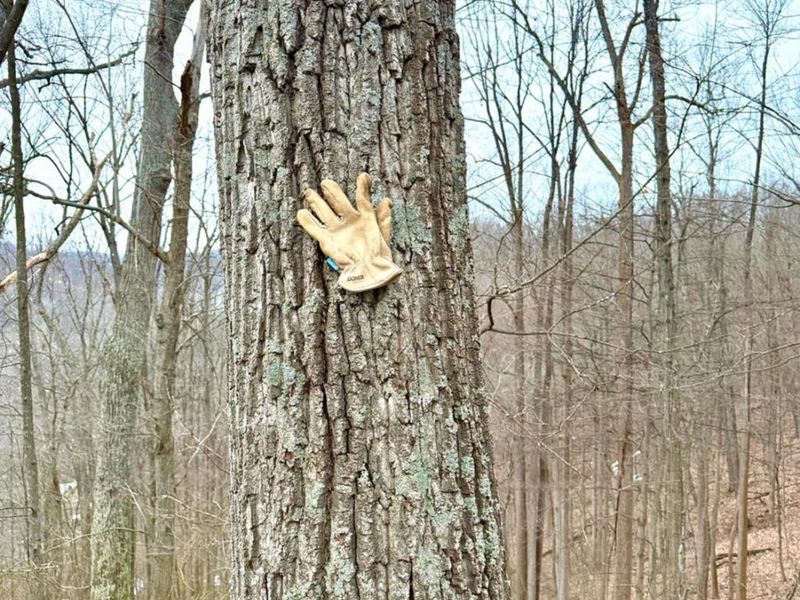 0 Straight Creek Road, Jackson Twp, OH 45613 Photo 8