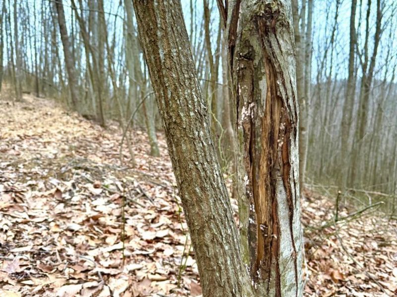 0 Straight Creek Road, Jackson Twp, OH 45613 Photo 9