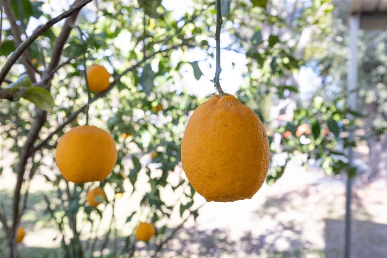 11085 E Us Highway 90, Lee, FL 32059 Photo