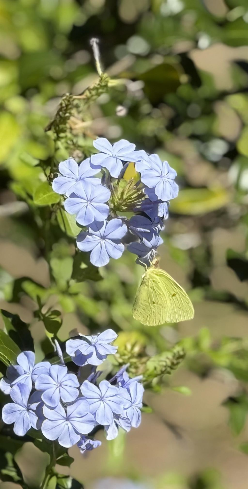 17268 181st Loop, Live Oak, FL 32060 Photo