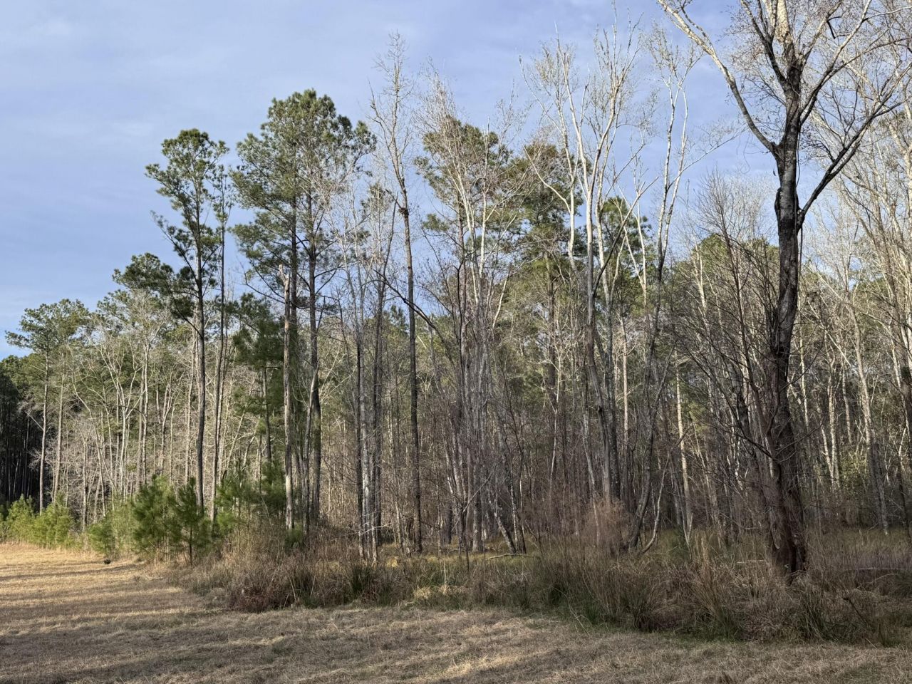 536 Bertha Lane Photo 7